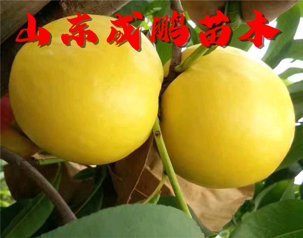 世紀(jì)之星二號(hào)