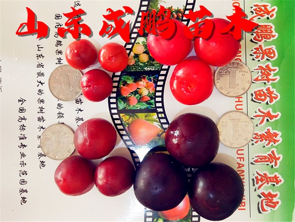 紅珍珠1號(hào)高鈣果