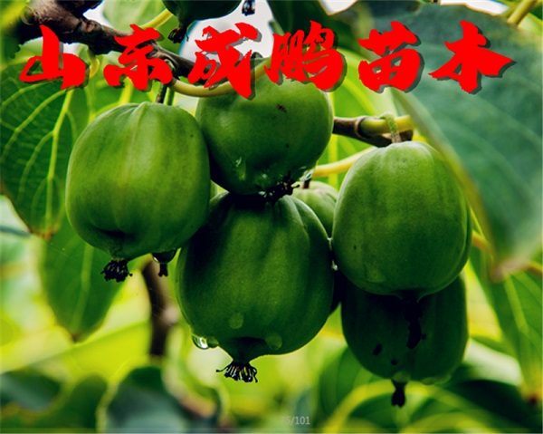桓優(yōu)1號(hào)軟棗獼猴桃