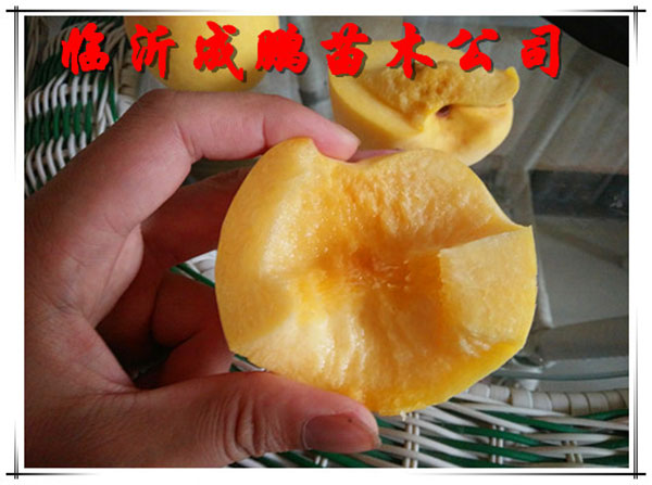 黃金蜜四號