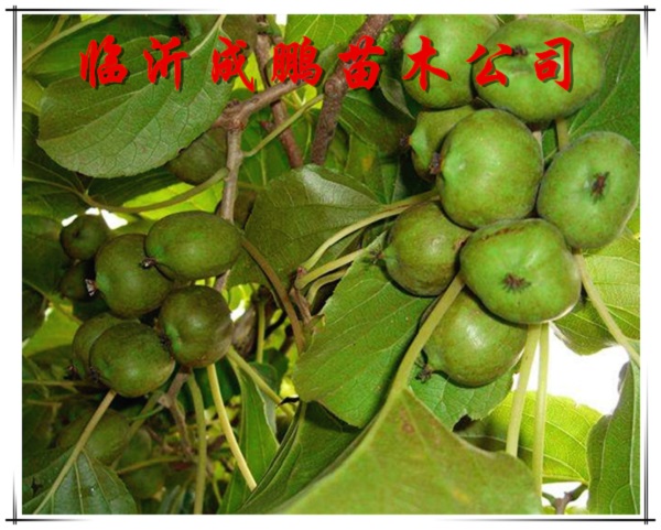  桓優(yōu)1號(hào)